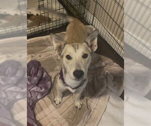 Labsky Dogs for adoption in Denver, CO, USA