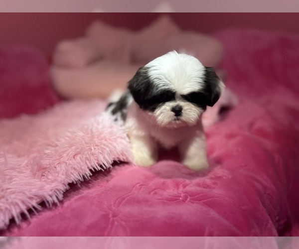 Medium Photo #13 Shih Tzu Puppy For Sale in VENETA, OR, USA
