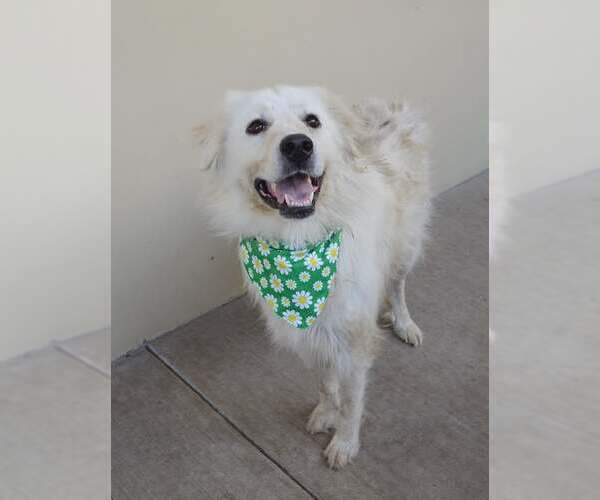 Medium Photo #2 Great Pyrenees-Unknown Mix Puppy For Sale in McKinney, TX, USA