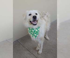 Jumper Cable - Female Great Pyrenees-Unknown Mix Dog for Adoption - Photo #2