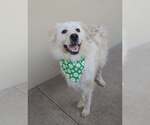 Small Photo #2 Great Pyrenees-Unknown Mix Puppy For Sale in McKinney, TX, USA