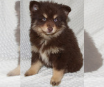 Small Photo #13 Pomsky Puppy For Sale in DENTON, TX, USA