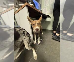 Siberian Husky-Unknown Mix Dogs for adoption in Santa Cruz, CA, USA