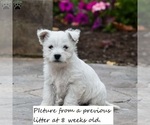 Small Photo #2 West Highland White Terrier Puppy For Sale in ELIZABETHVILLE, PA, USA