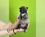 Puppy Atlas Belgian Malinois