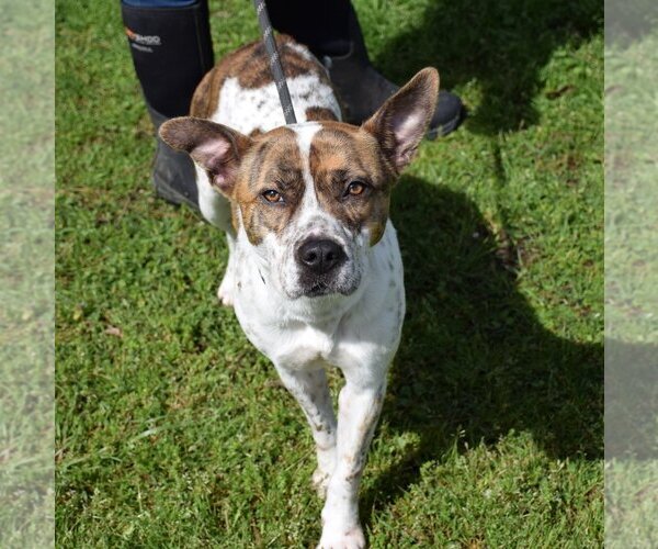 Medium Photo #4 Mutt Puppy For Sale in Anniston, AL, USA