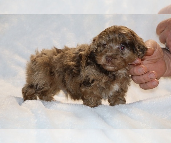 Medium Photo #8 ShihPoo Puppy For Sale in DYERSBURG, TN, USA