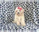 Small #1 Maltipoo