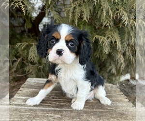 Cavalier King Charles Spaniel Dog for Adoption in MIDDLEBURY, Indiana USA
