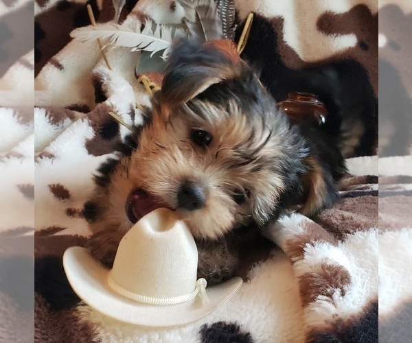 Medium Photo #39 Shorkie Tzu Puppy For Sale in NEVADA, TX, USA