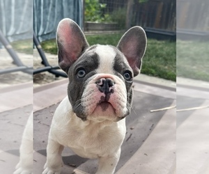 French Bulldog Puppy for sale in WOODLAND, CA, USA