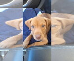 Small #1 Labrador Retriever Mix