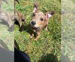 Strawberry SHortcake - Female German Shepherd Dog-Unknown Mix Dog for Adoption - Small photo