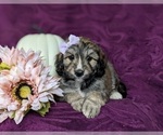 Small Photo #6 Aussiedoodle Puppy For Sale in OXFORD, PA, USA