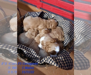 Cavapoo Puppy for sale in SHIPSHEWANA, IN, USA