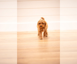 Medium Poodle (Miniature)