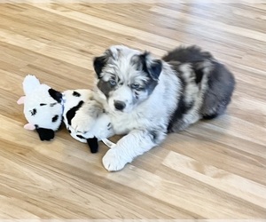 Australian Shepherd Puppy for Sale in BERESFORD, South Dakota USA