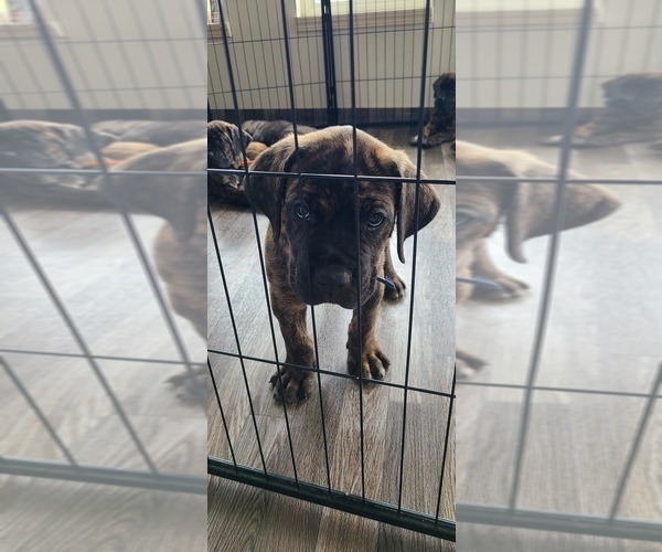 Medium Photo #2 Cane Corso Puppy For Sale in PORTLAND, OR, USA