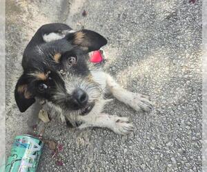Chihuahua-Unknown Mix Dogs for adoption in San Antonio, TX, USA
