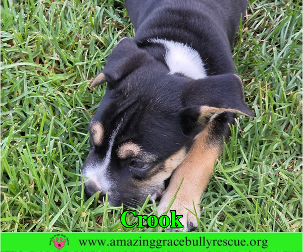 Medium Photo #5 American Staffordshire Terrier-Beagle Mix Puppy For Sale in Milton, FL, USA