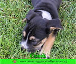 Small #4 American Staffordshire Terrier-Beagle Mix
