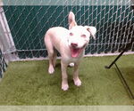 Small American Pit Bull Terrier