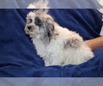 Small #16 ShihPoo