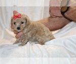 Small #21 Poodle (Toy)