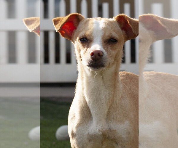 Medium Photo #3 Chihuahua-Unknown Mix Puppy For Sale in La Verne, CA, USA