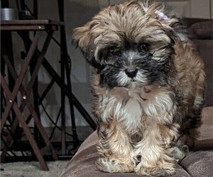 Maltipoo Puppy for sale in DACULA, GA, USA