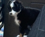 Small #2 Miniature Australian Shepherd