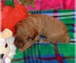 Small #10 Poodle (Standard)