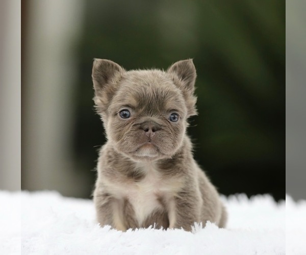 Medium Photo #6 French Bulldog Puppy For Sale in WEST HOLLYWOOD, CA, USA