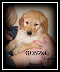 Goldendoodle Puppy for sale in JASPER, GA, USA