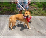 Small #37 American Staffordshire Terrier-German Shepherd Dog Mix