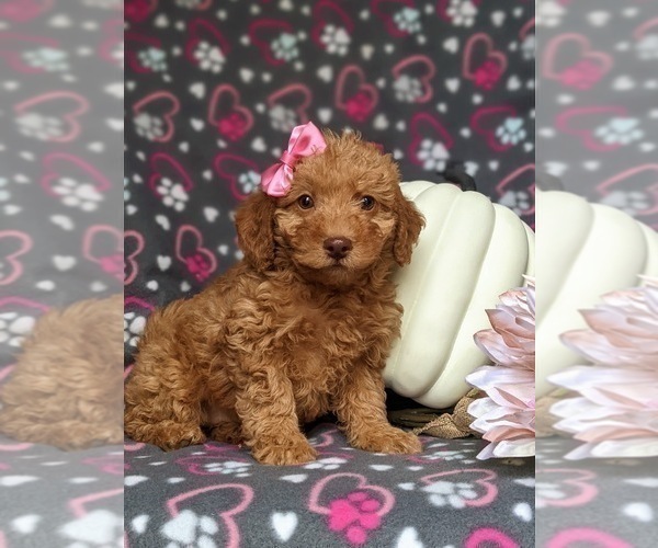 Medium Photo #3 Miniature Labradoodle Puppy For Sale in KIRKWOOD, PA, USA