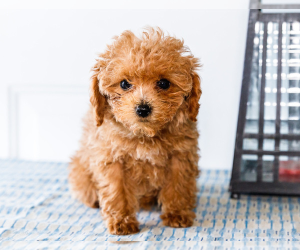 Medium Photo #33 Poodle (Toy) Puppy For Sale in WAKARUSA, IN, USA