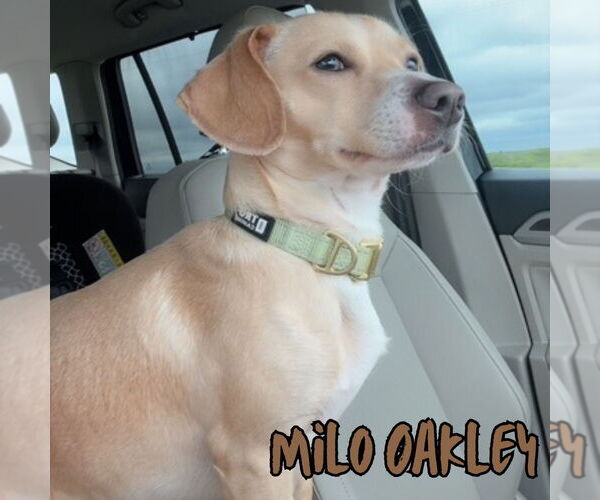 Medium Photo #5 Chiweenie Puppy For Sale in San Antonio, TX, USA