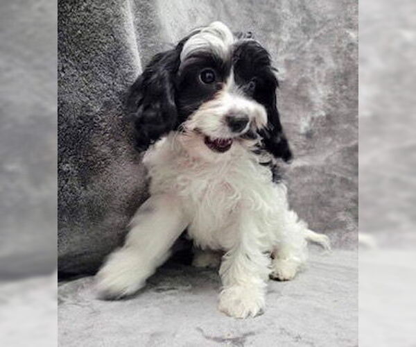 Medium Photo #1 Cavalier King Charles Spaniel Puppy For Sale in Lincolnwood, IL, USA
