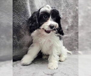 Cavalier King Charles Spaniel Dogs for adoption in Lincolnwood, IL, USA