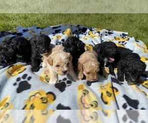Shih-Poo Puppy for sale in LEXINGTON, KY, USA