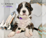 Small Photo #5 Bernedoodle Puppy For Sale in BROOMFIELD, CO, USA
