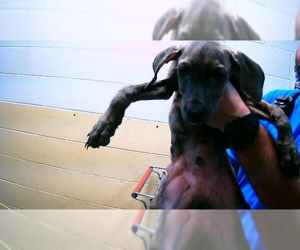 Medium Photo #1 Mutt Puppy For Sale in Tulsa, OK, USA