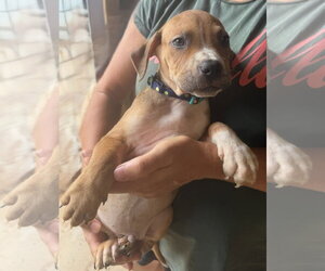 Beckham - Male Mutt Dog for Adoption - Photo #3