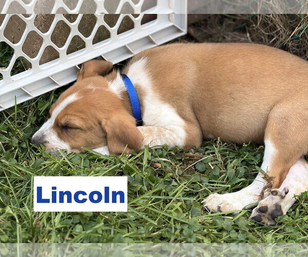 Medium Photo #2 Australian Shepherd-Coonhound Mix Puppy For Sale in Parker Ford, PA, USA