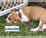 Small #1 Australian Shepherd-Coonhound Mix