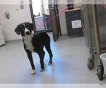 Small Labrador Retriever Mix