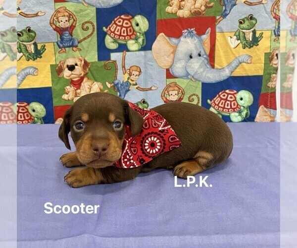 Medium Photo #2 Dachshund Puppy For Sale in WINNSBORO, LA, USA
