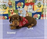 Small #1 Dachshund