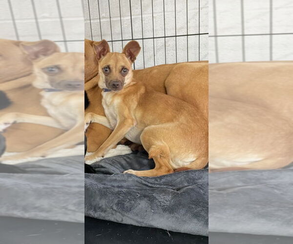 Medium Photo #2 Chiweenie Puppy For Sale in York, SC, USA